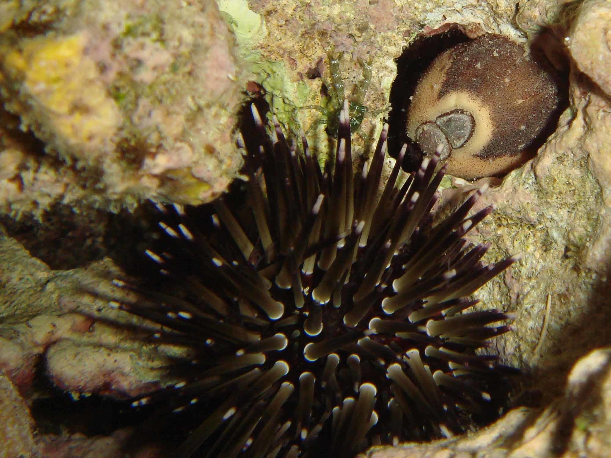 Burrow's Chiton (Cryptoplax larvaeformis)