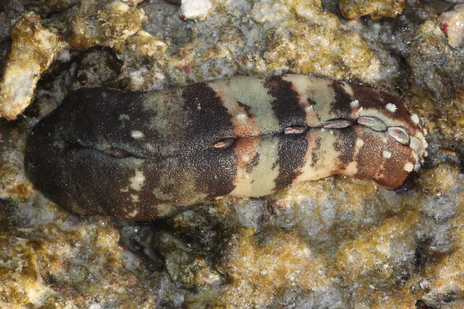 Burrow's Chiton (Cryptoplax larvaeformis)