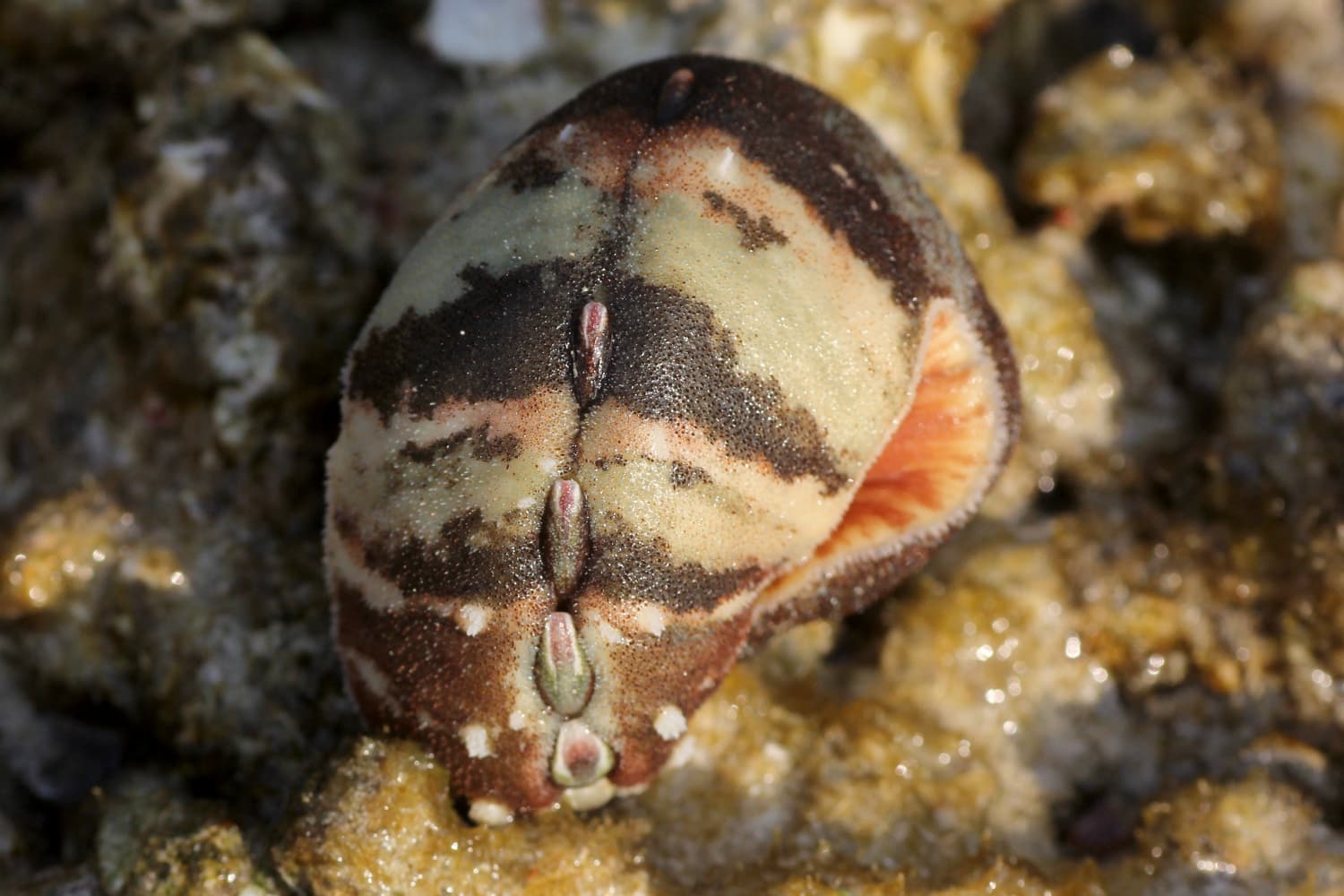 Burrow's Chiton (Cryptoplax larvaeformis)