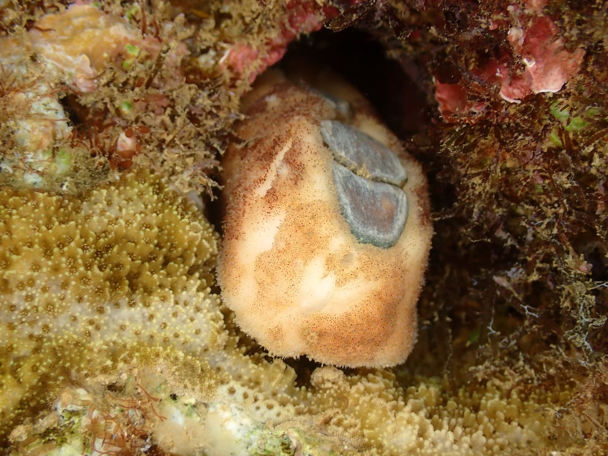 Burrow's Chiton (Cryptoplax larvaeformis)