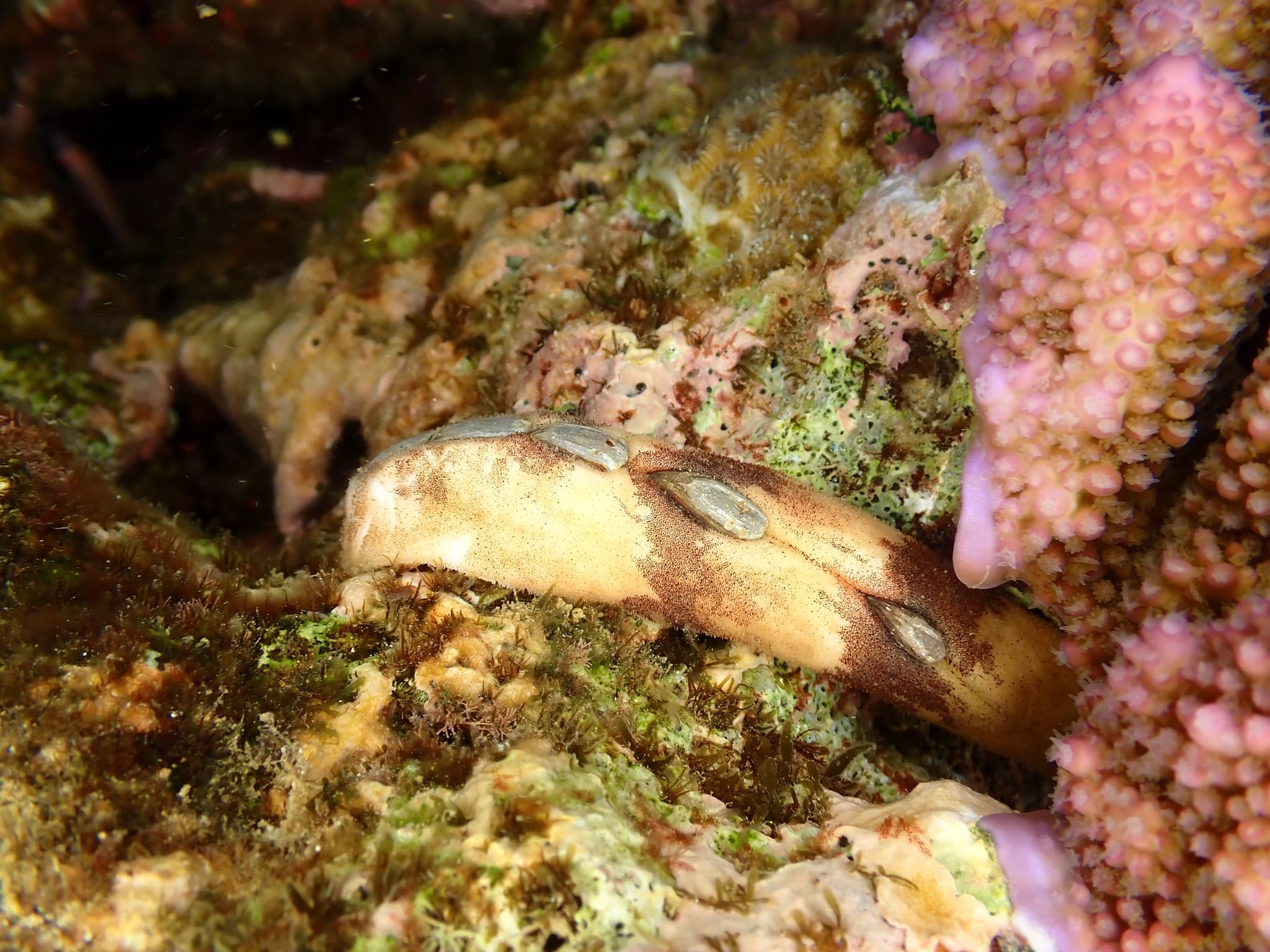 Burrow's Chiton (Cryptoplax larvaeformis)