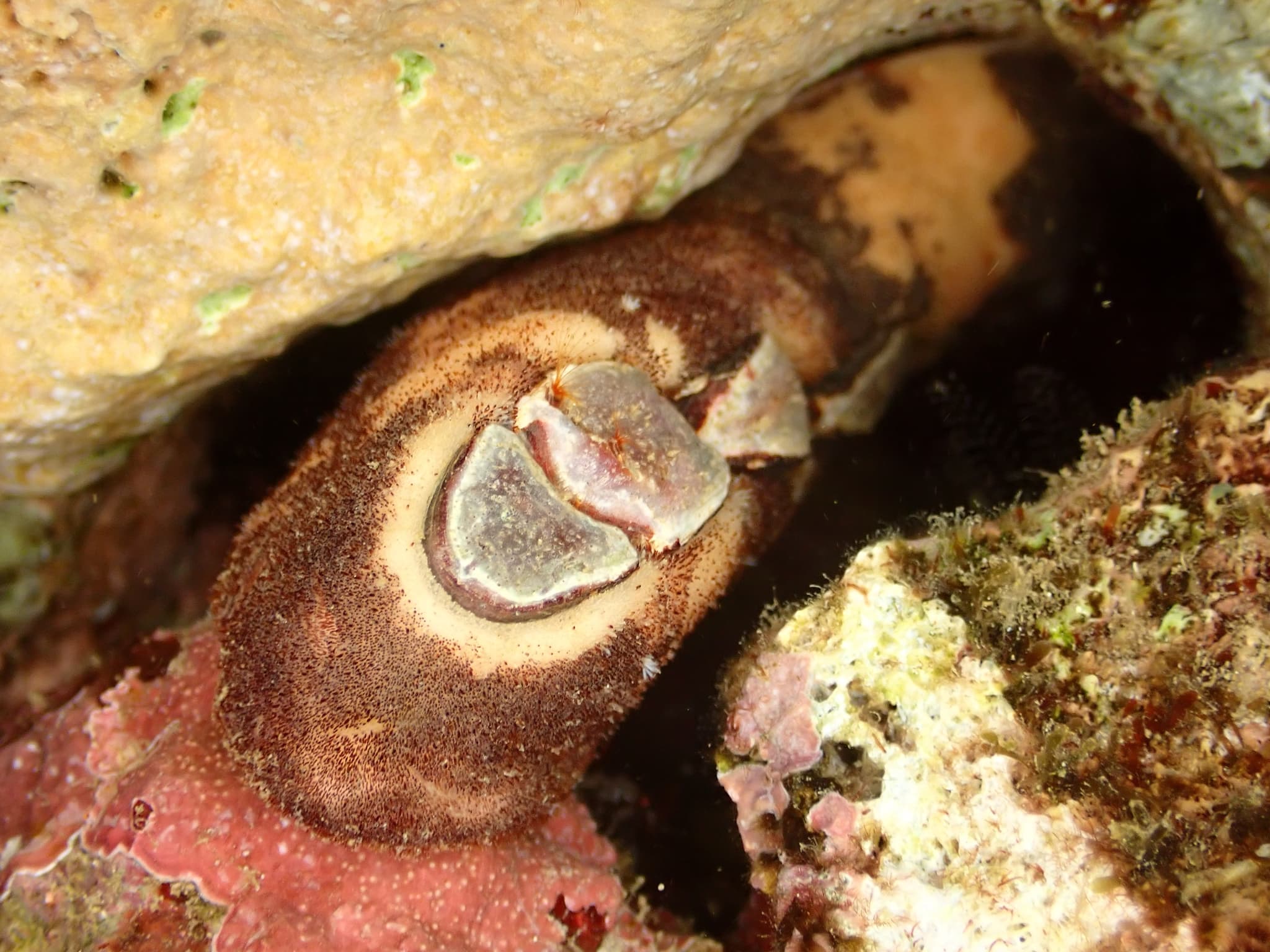 Burrow's Chiton (Cryptoplax larvaeformis)