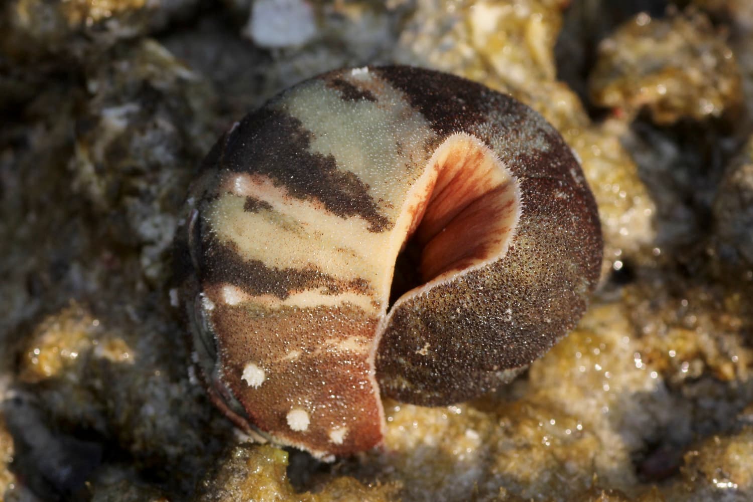 Burrow's Chiton (Cryptoplax larvaeformis)