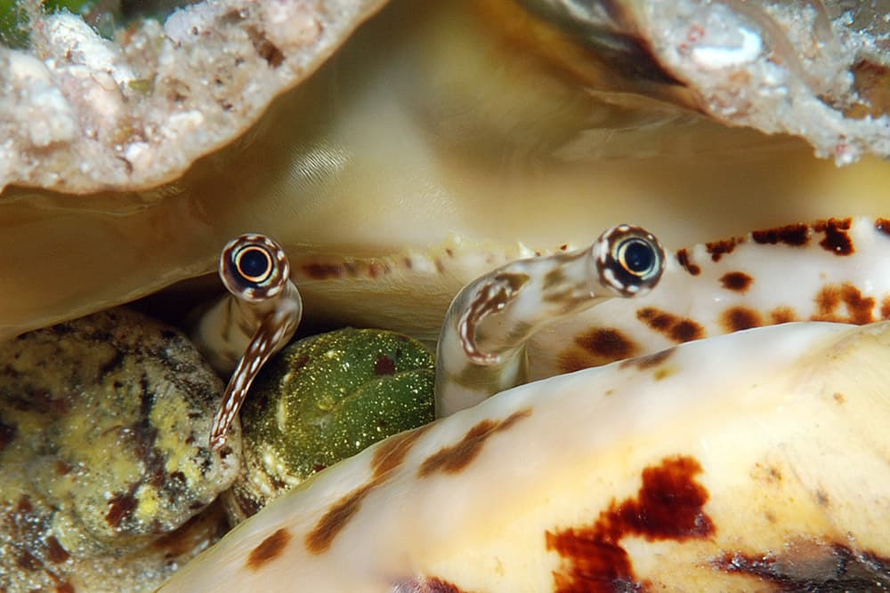 Chiragra Spider Conch (Harpago chiragra) staring right into your soul