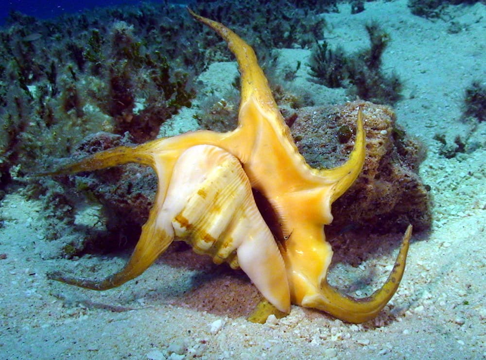 Chiragra Spider Conch (Harpago chiragra)