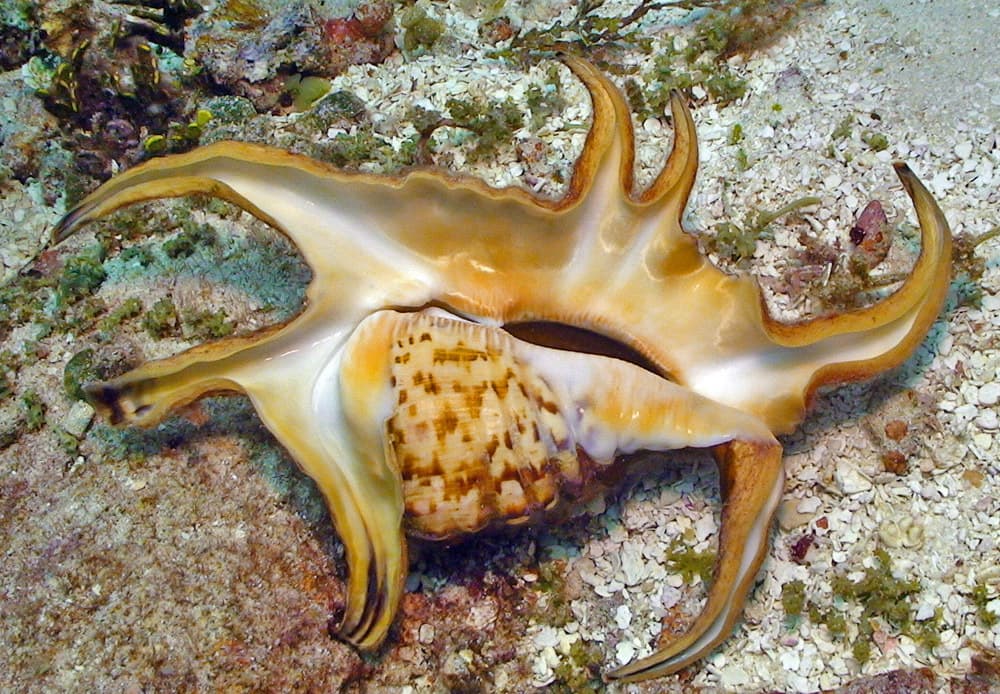 Chiragra Spider Conch (Harpago chiragra)