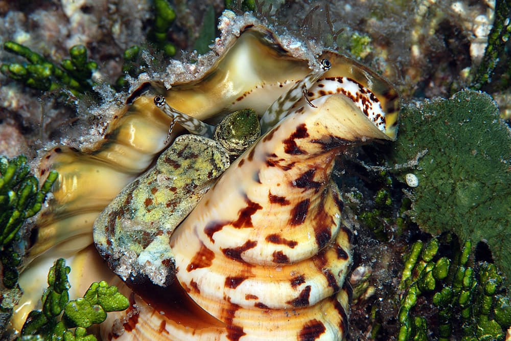 Chiragra Spider Conch (Harpago chiragra) close-up