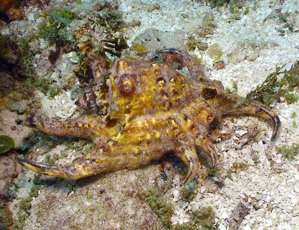 Chiragra Spider Conch (Harpago chiragra)