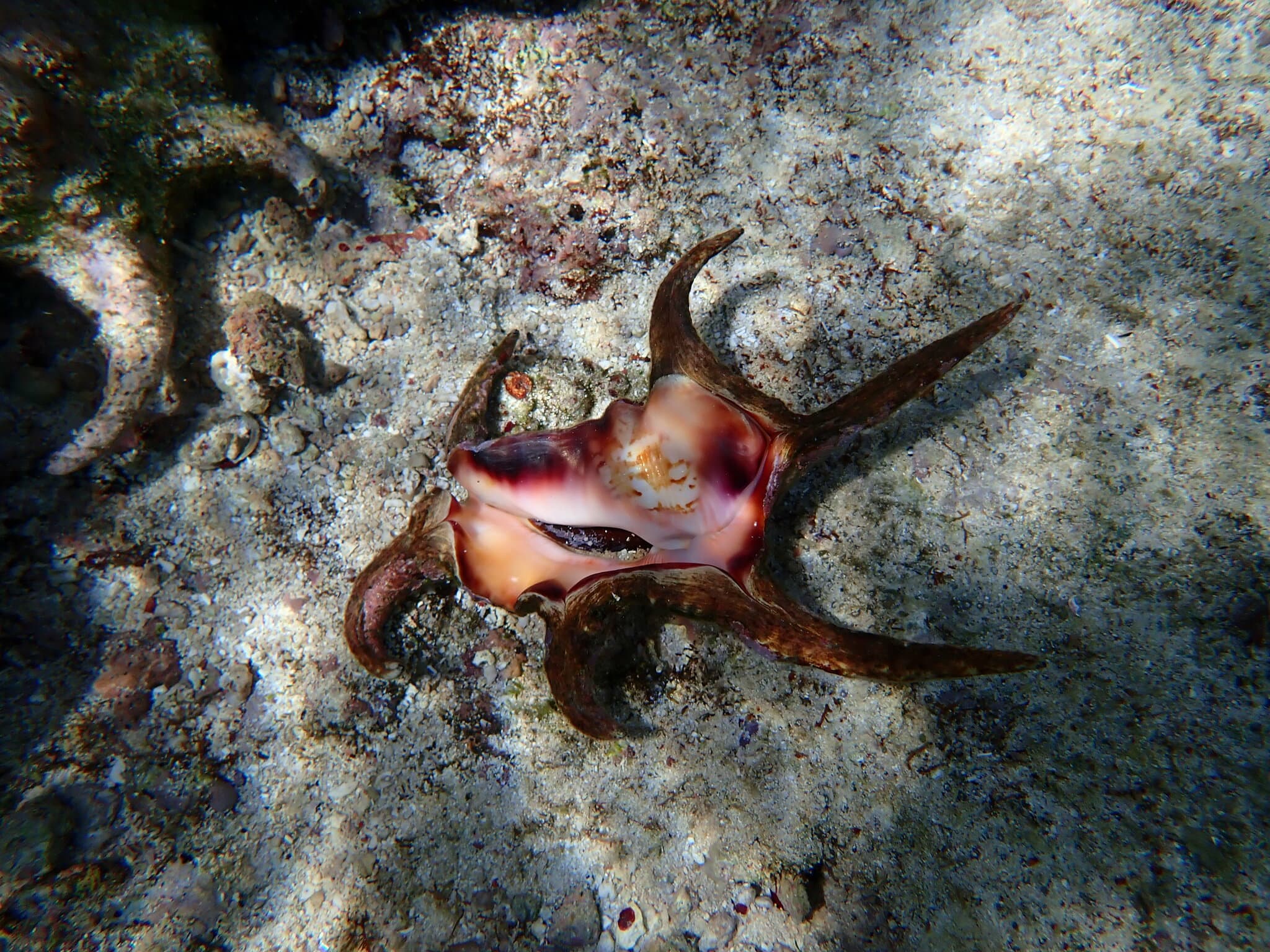 Chiragra Spider Conch (Harpago chiragra)