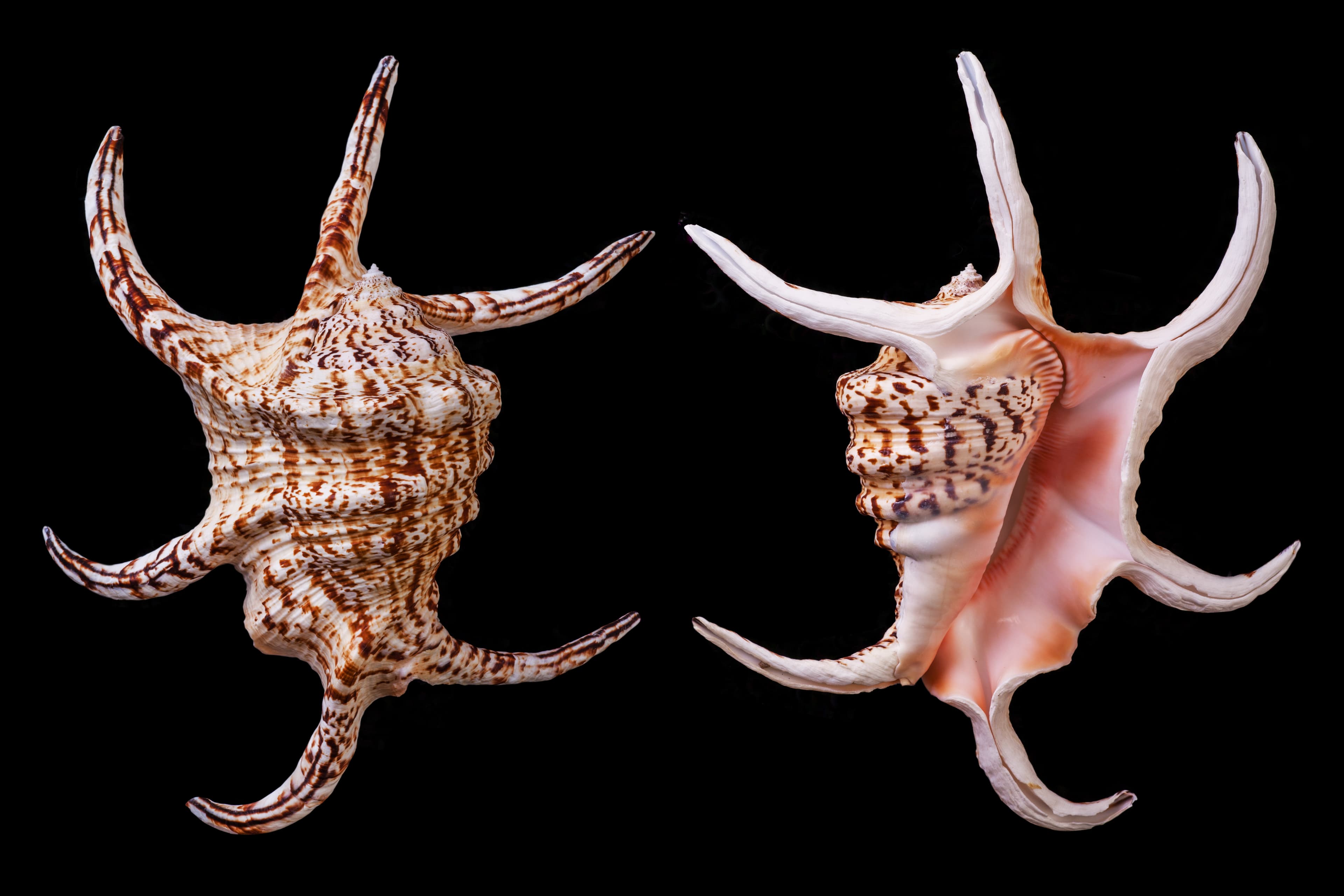 Chiragra Spider Conch (Harpago chiragra) shells