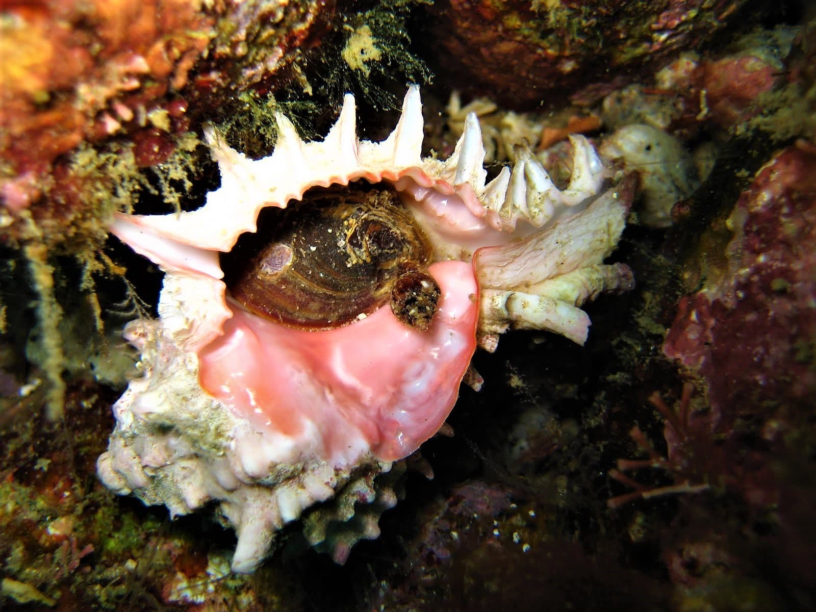 Pink Mouthed Murex (Phyllonotus erythrostomus)