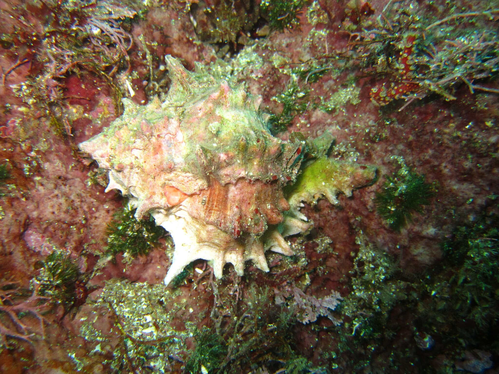 Pink Mouthed Murex (Phyllonotus erythrostomus)