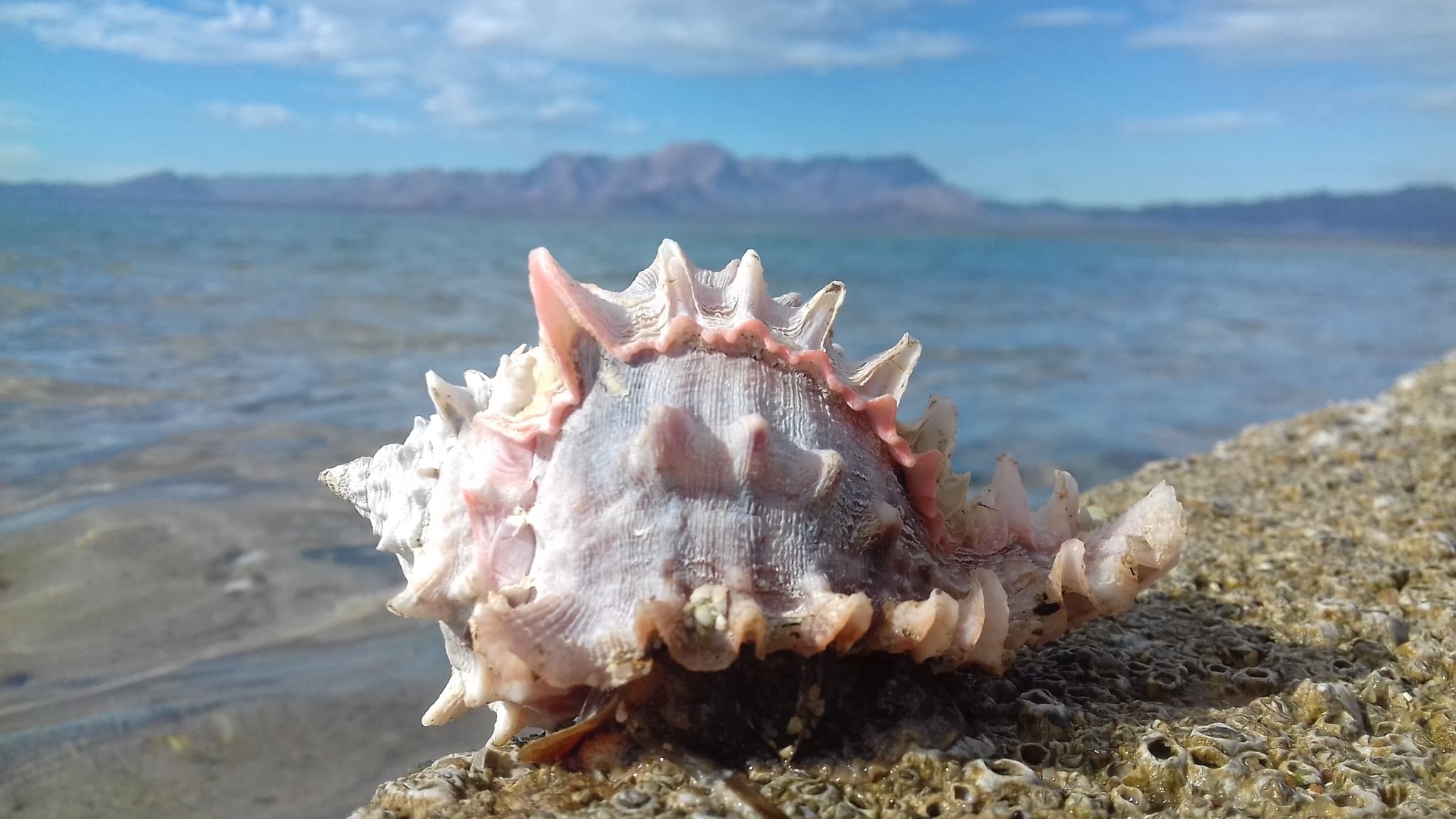 Pink Mouthed Murex (Phyllonotus erythrostomus)