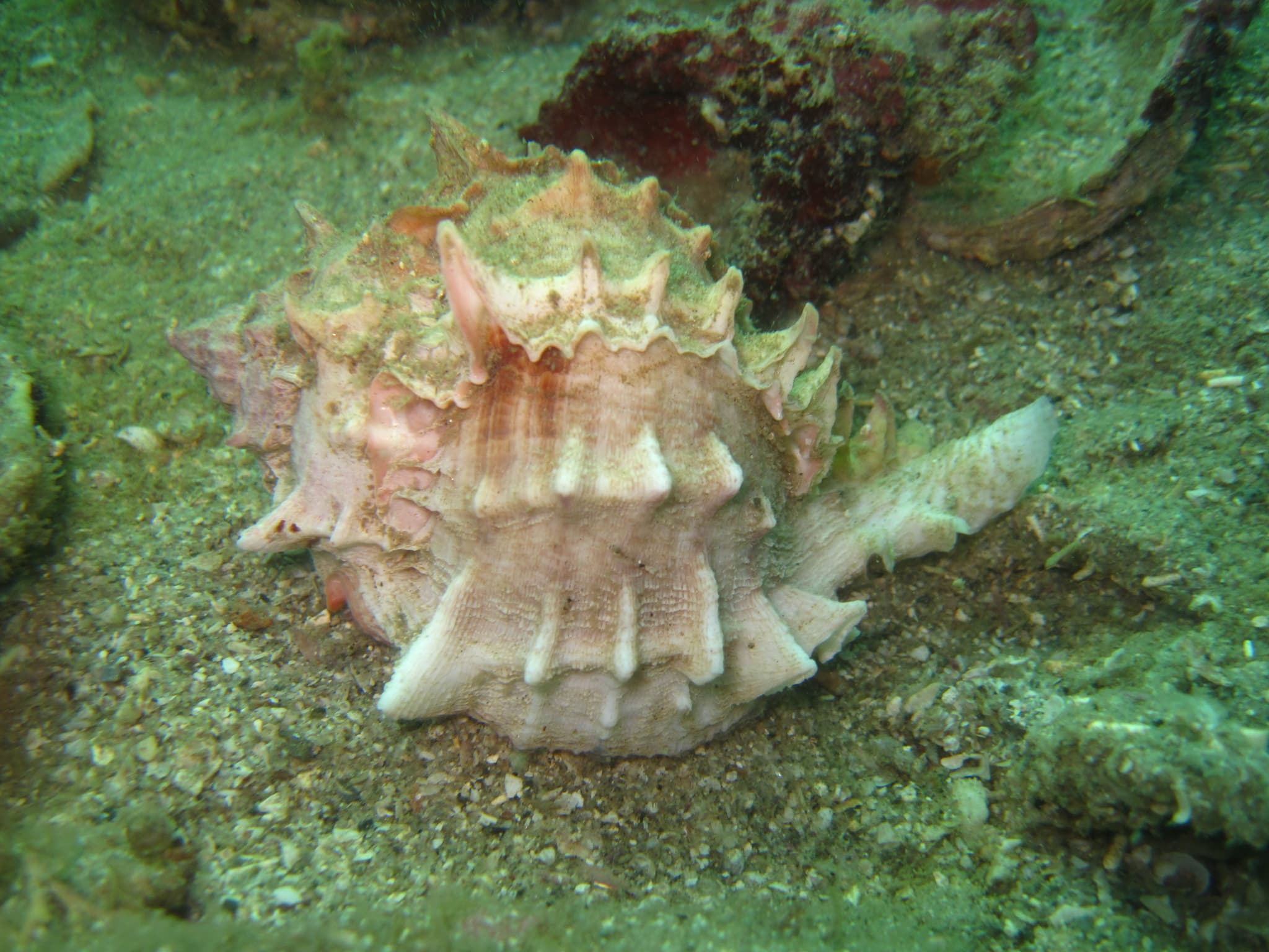 Pink Mouthed Murex (Phyllonotus erythrostomus)