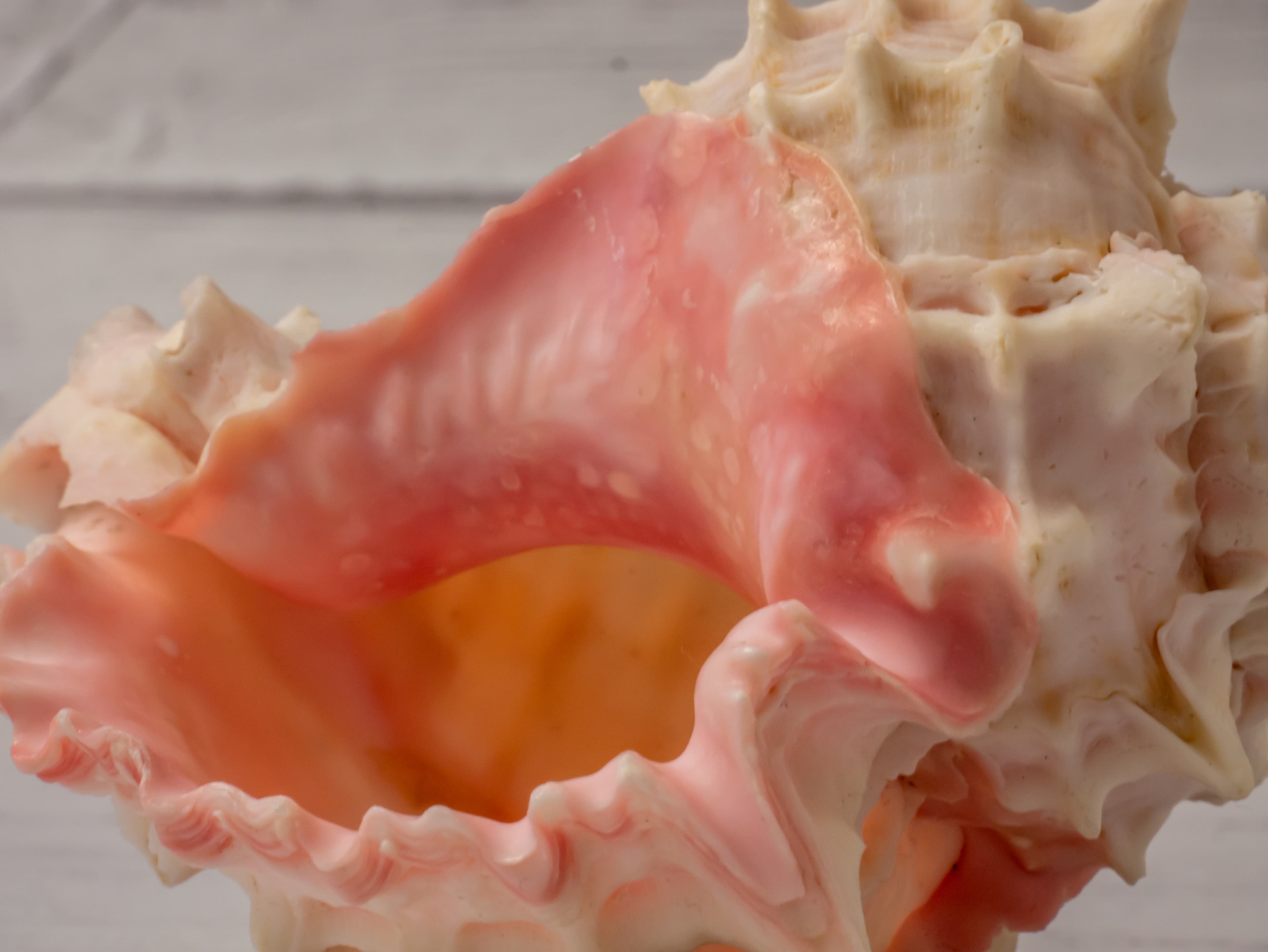 Pink Mouthed Murex (Phyllonotus erythrostomus) shell close-up