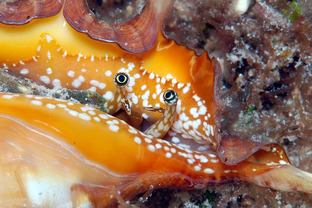 Orange Spider Conch (Lambis crocata) close-up