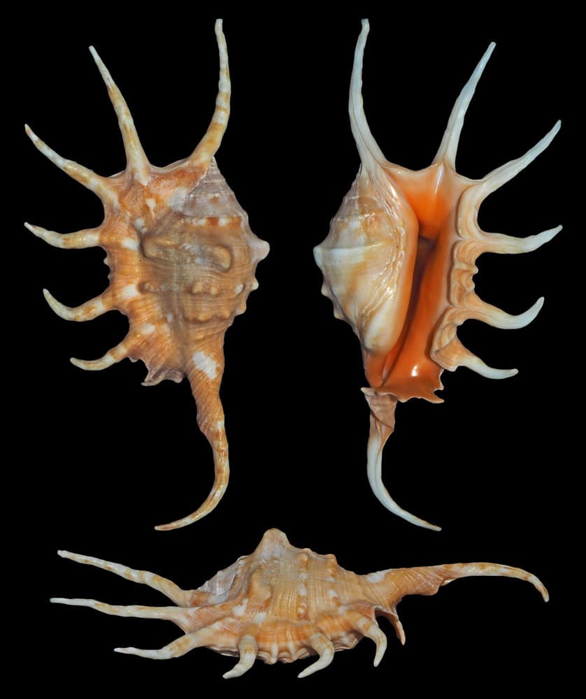 Orange Spider Conch (Lambis crocata) shells