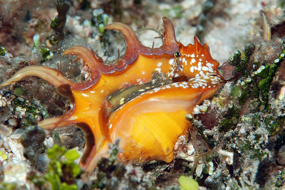 Orange Spider Conch (Lambis crocata)