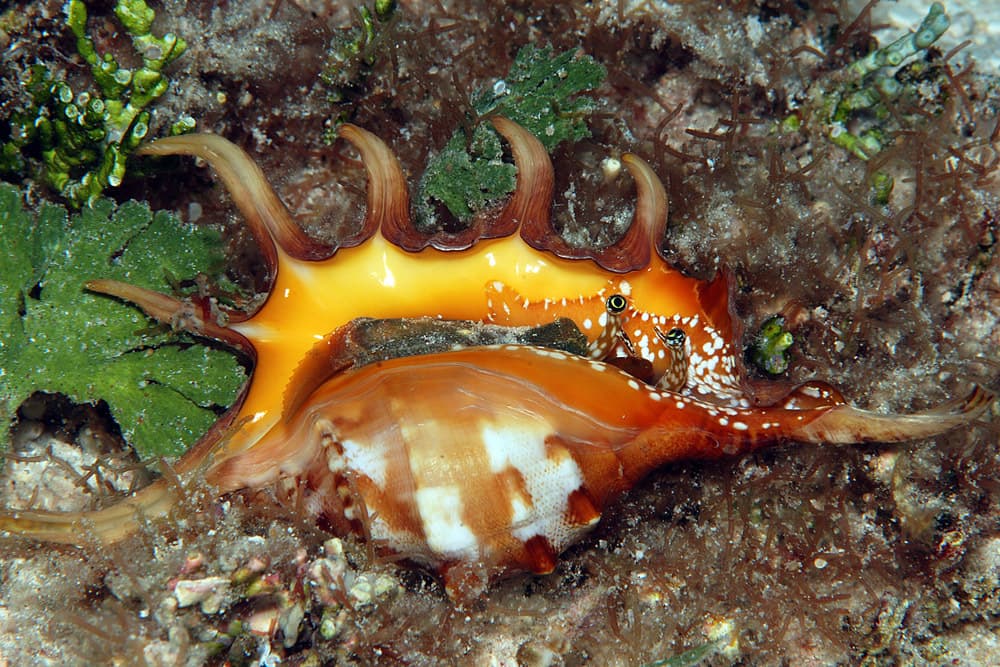 Orange Spider Conch (Lambis crocata)