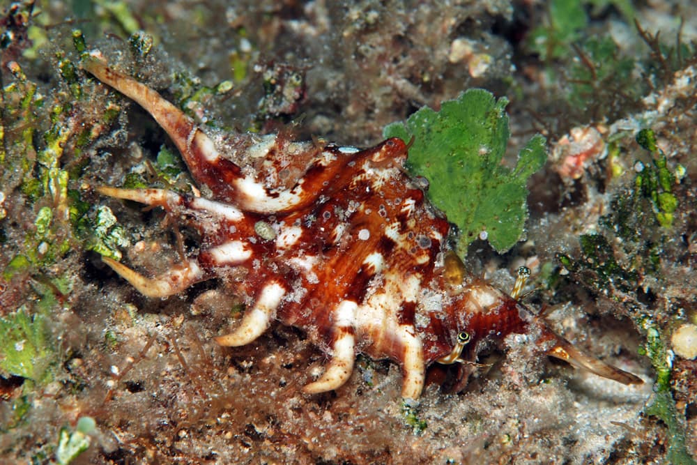 Orange Spider Conch (Lambis crocata)