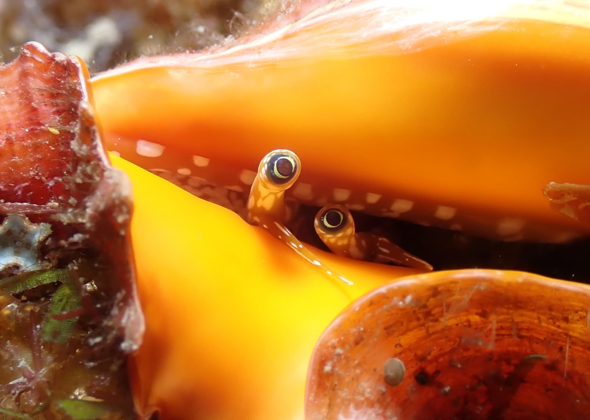 Orange Spider Conch (Lambis crocata) close-up