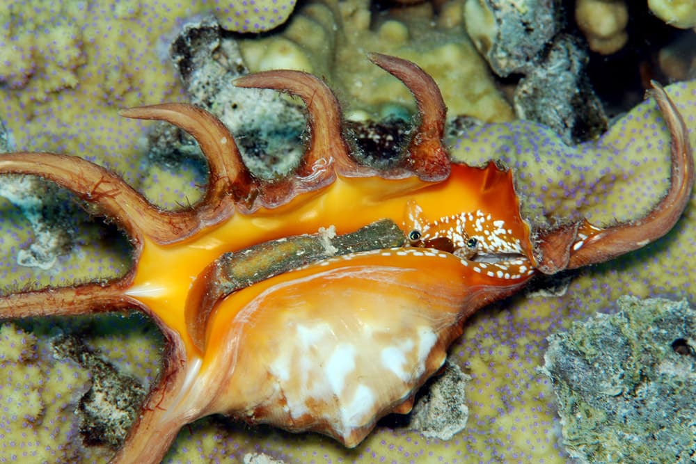 Orange Spider Conch (Lambis crocata)