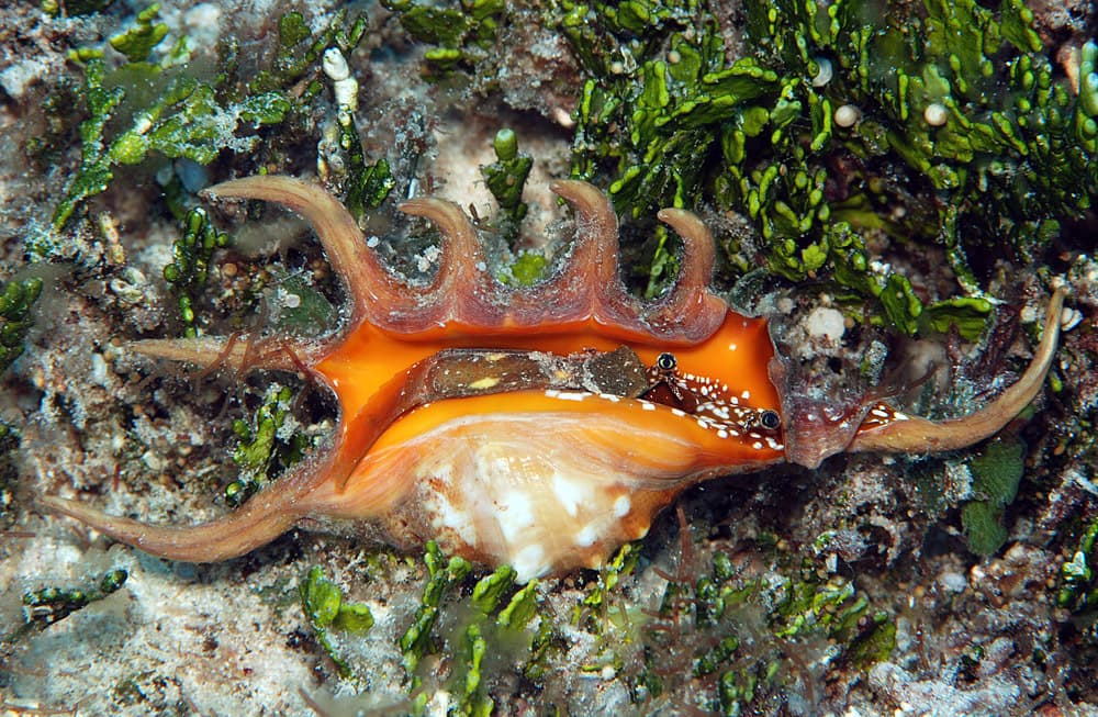 Orange Spider Conch (Lambis crocata)