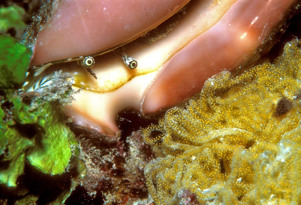 Common Spider Conch (Lambis lambis) with eggs