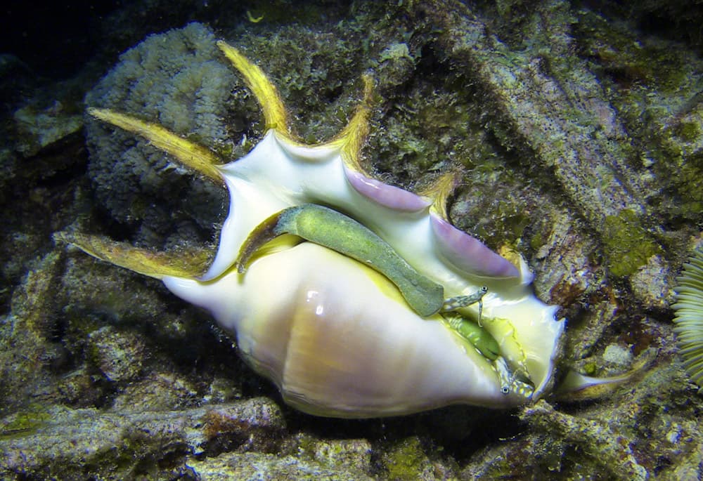 Common Spider Conch (Lambis lambis)