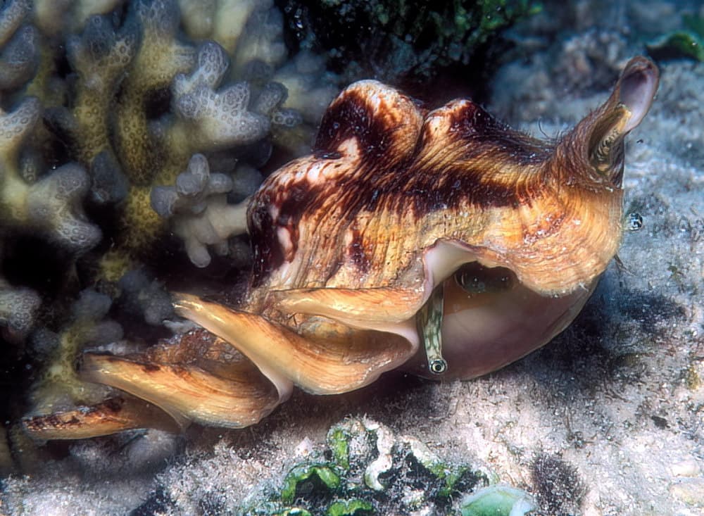 Common Spider Conch (Lambis lambis)