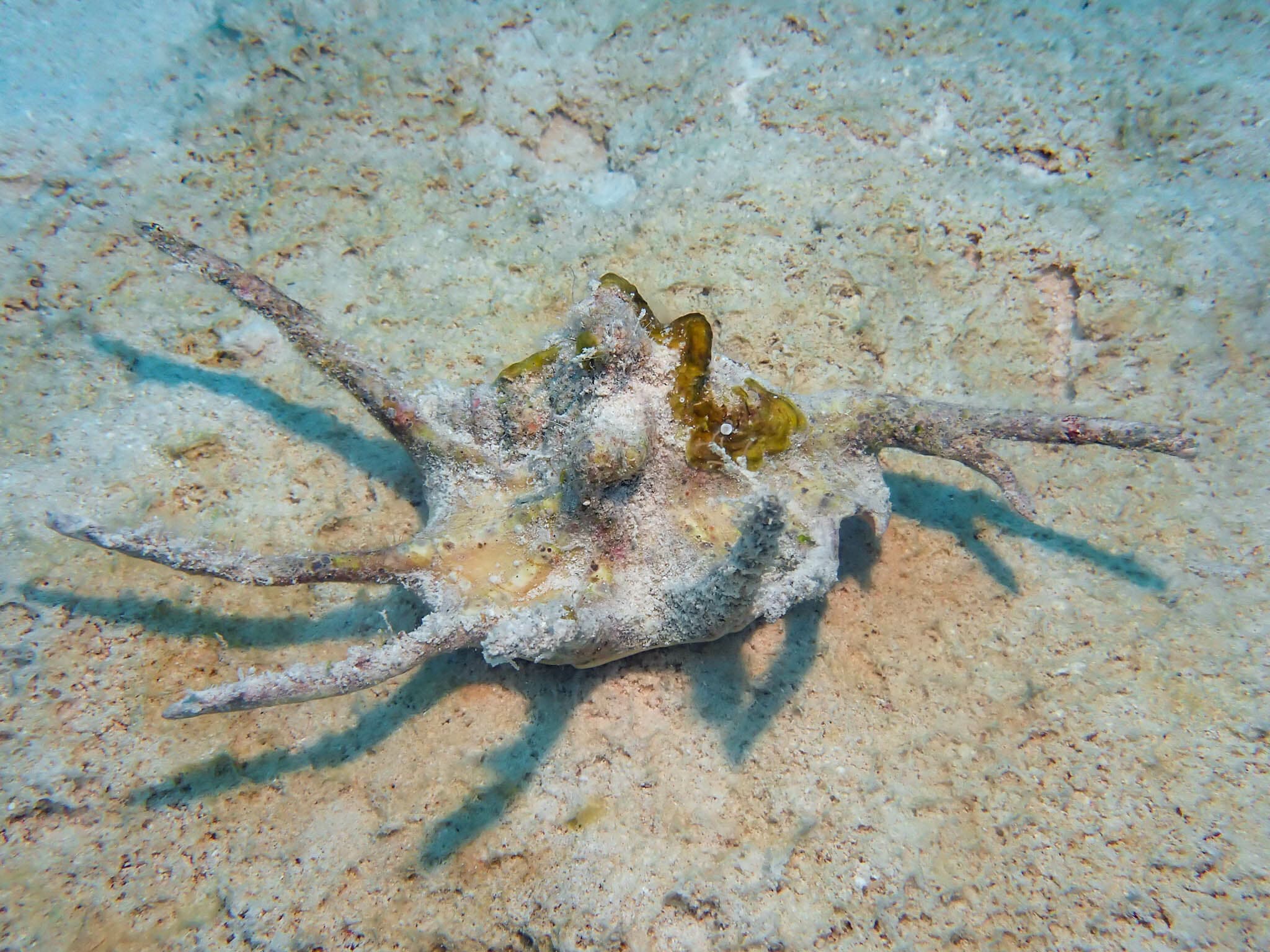 Common Spider Conch (Lambis lambis)