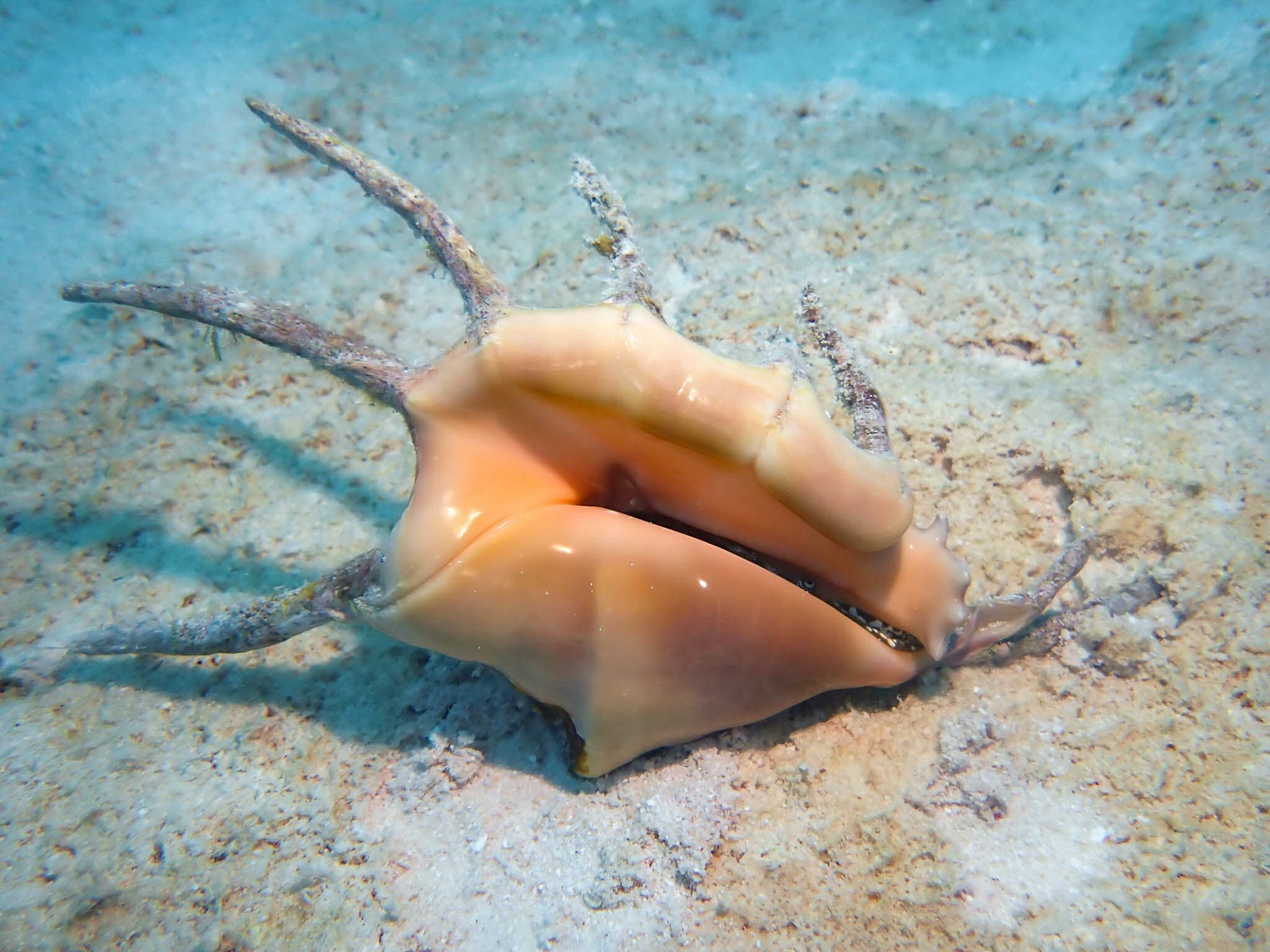 Common Spider Conch (Lambis lambis)