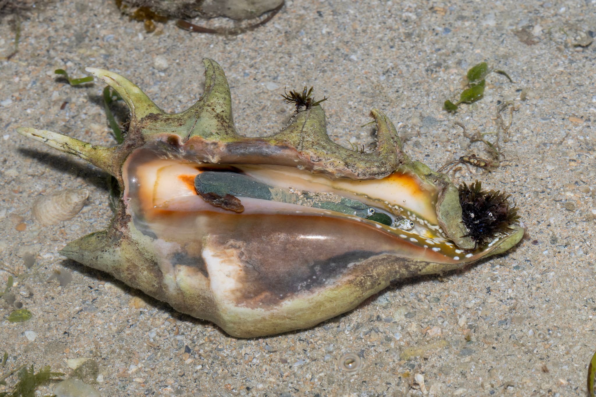 Common Spider Conch (Lambis lambis)