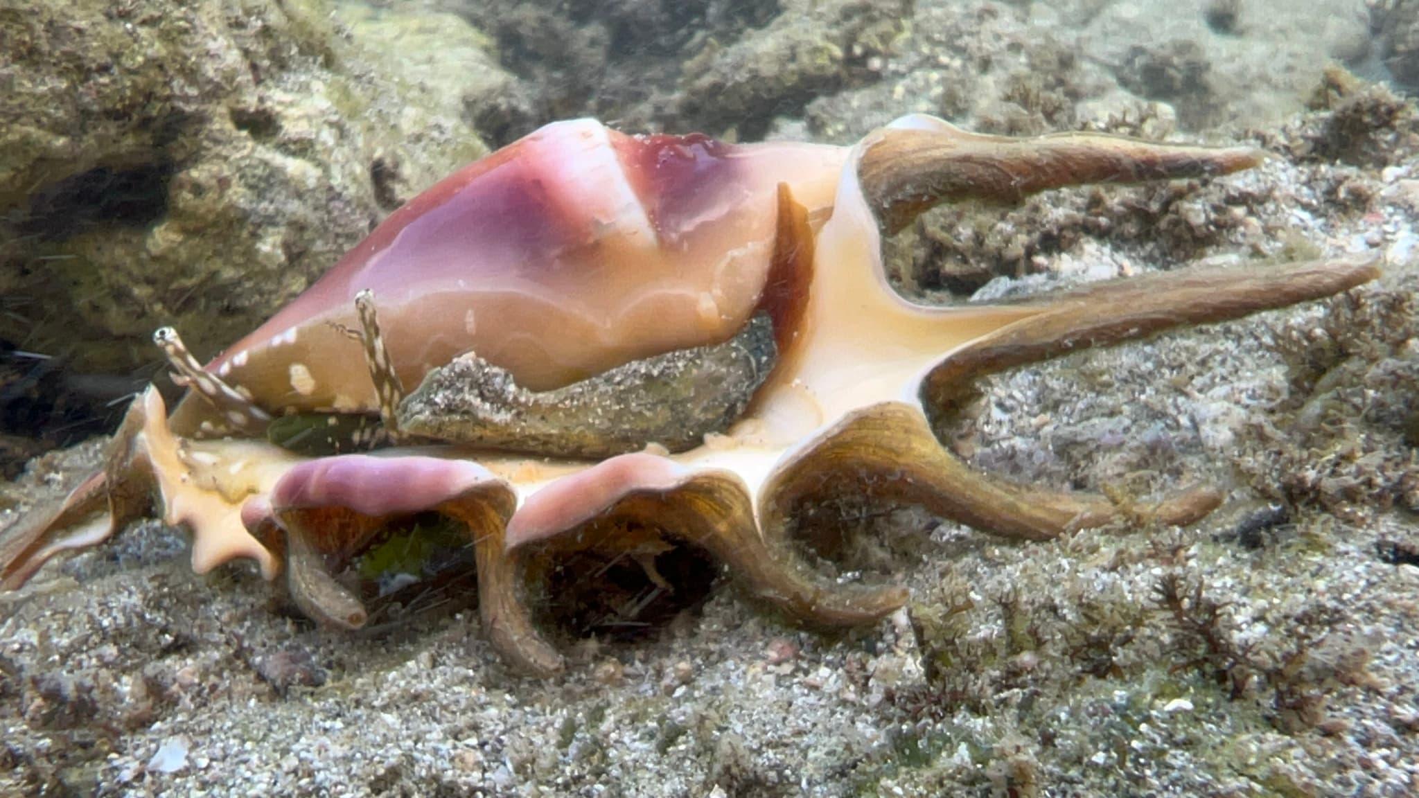 Common Spider Conch (Lambis lambis)