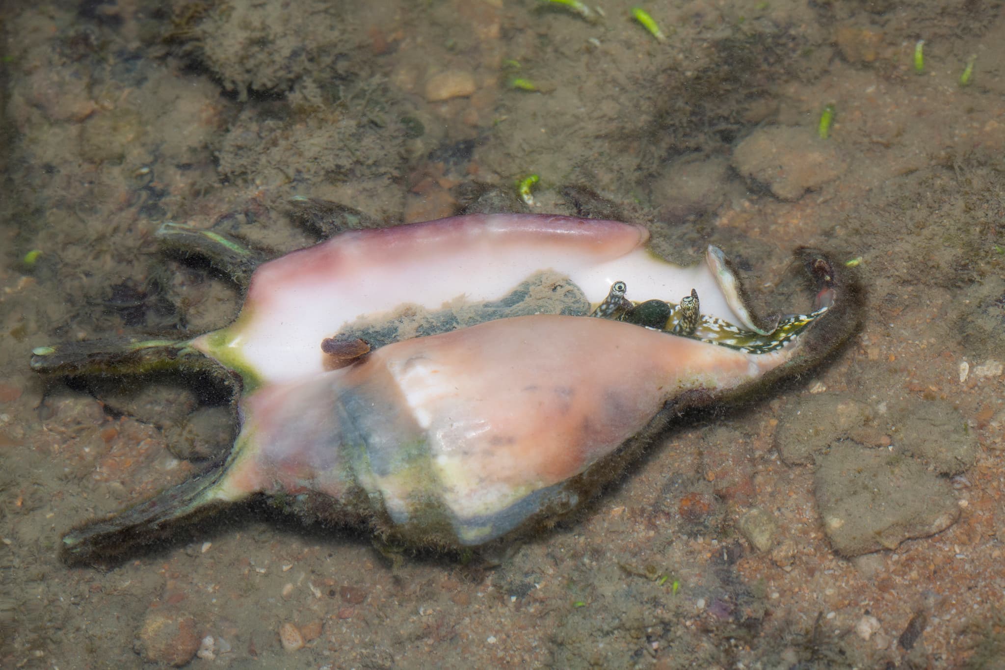 Common Spider Conch (Lambis lambis)