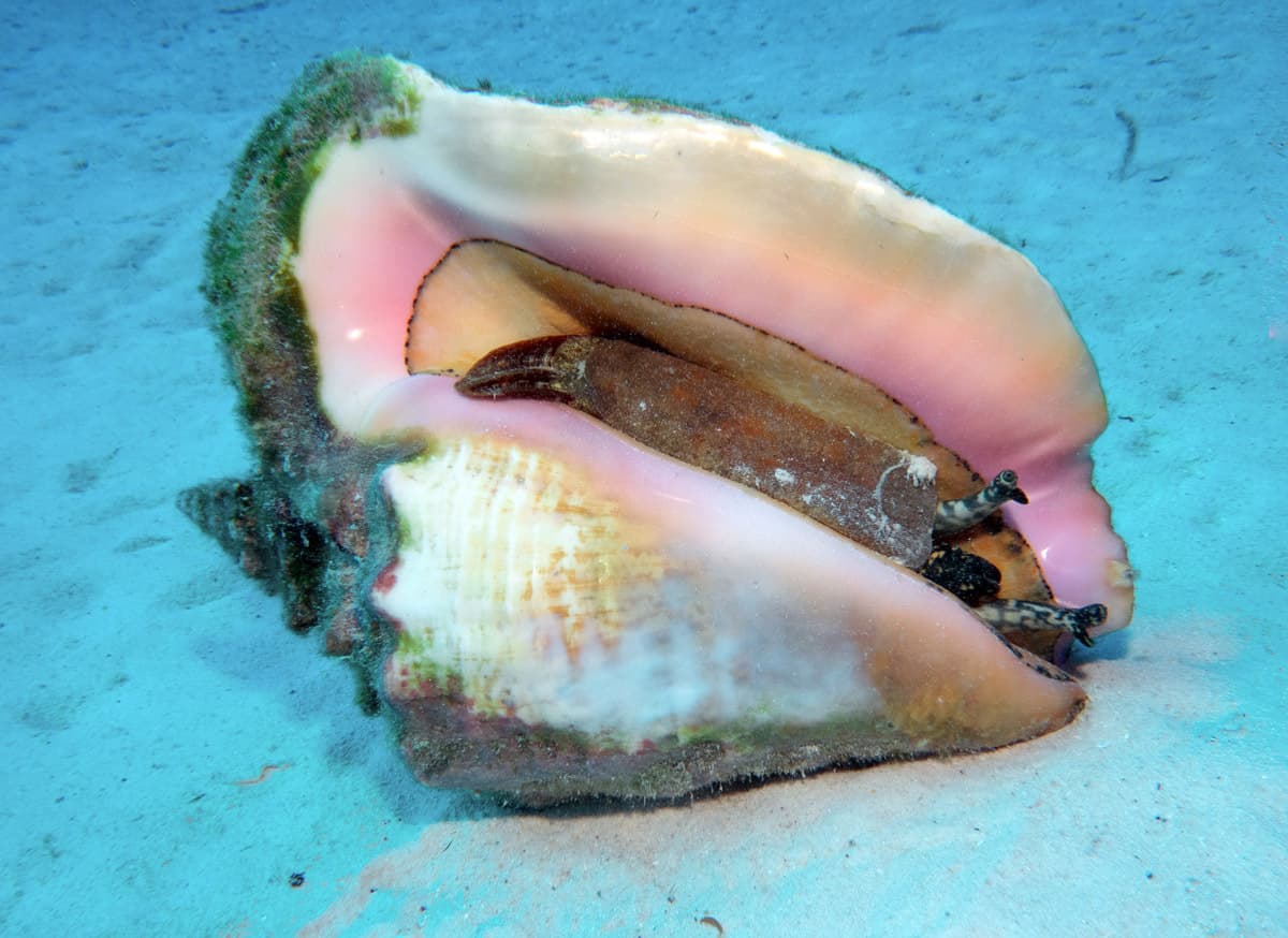 Queen Conch (Aliger gigas)