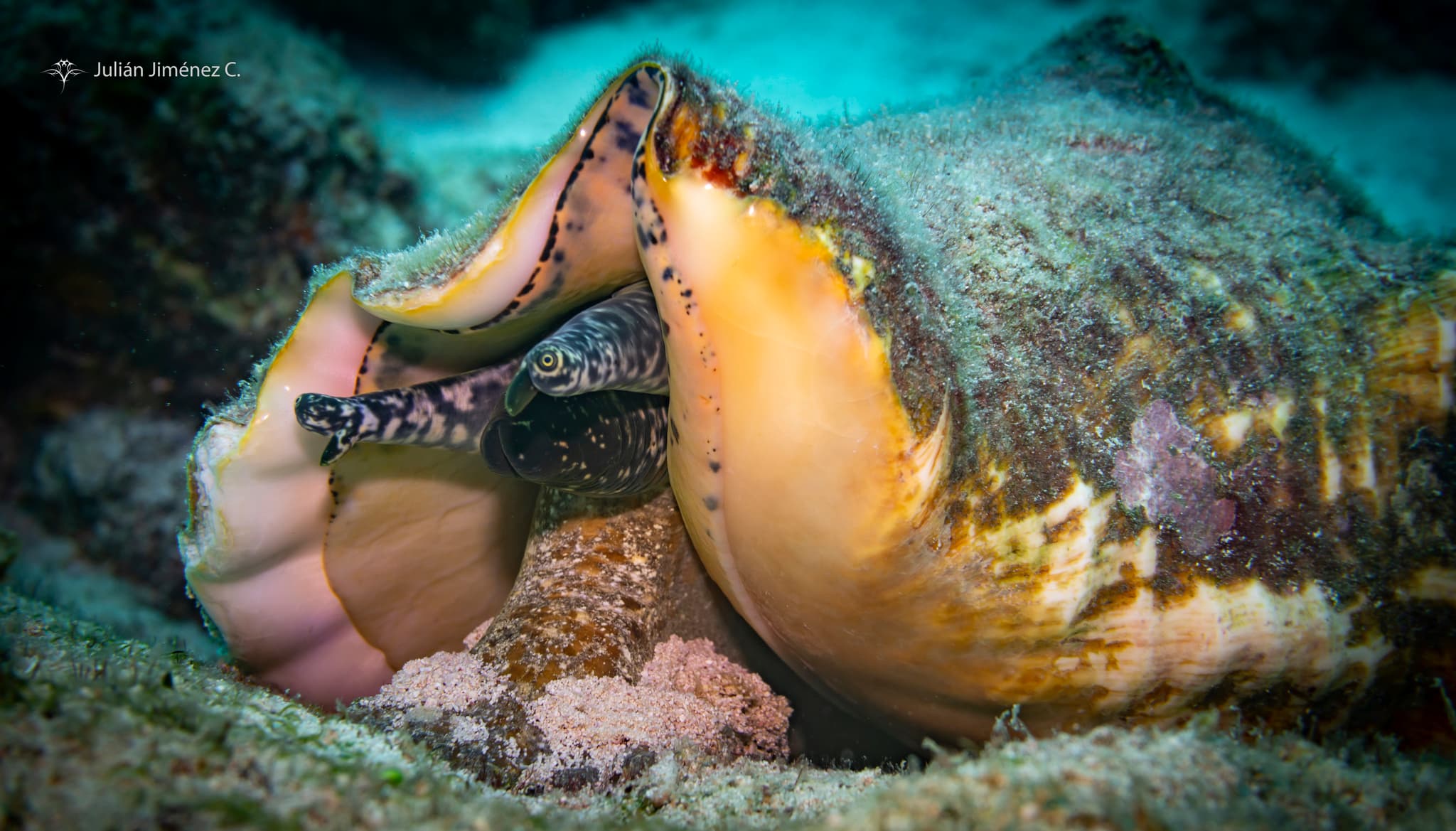 Queen Conch (Aliger gigas) close-up