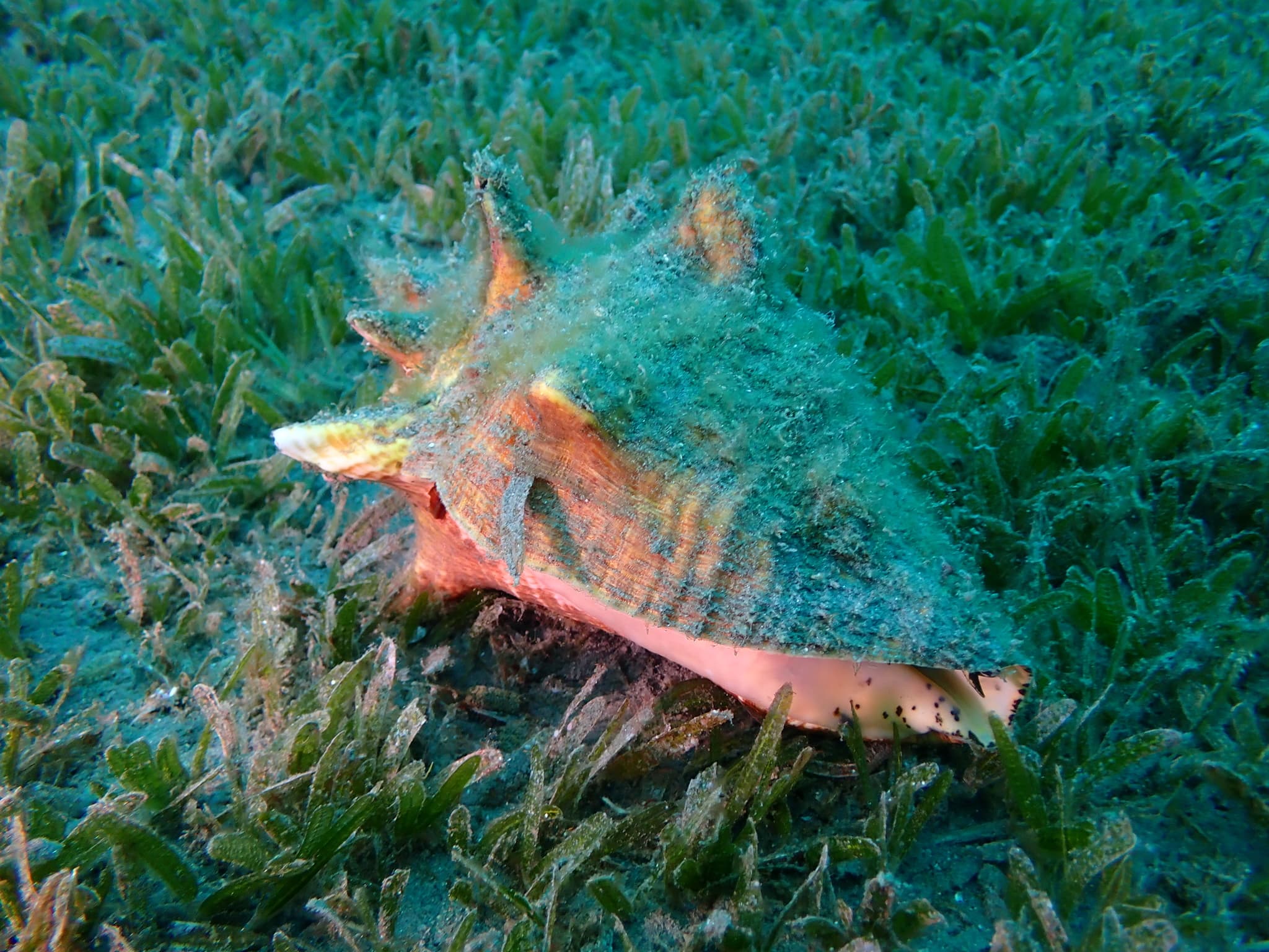 Queen Conch (Aliger gigas)