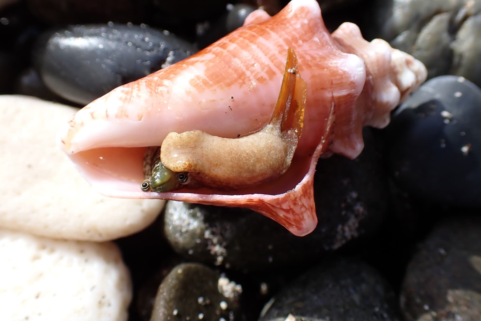 Queen Conch (Aliger gigas)