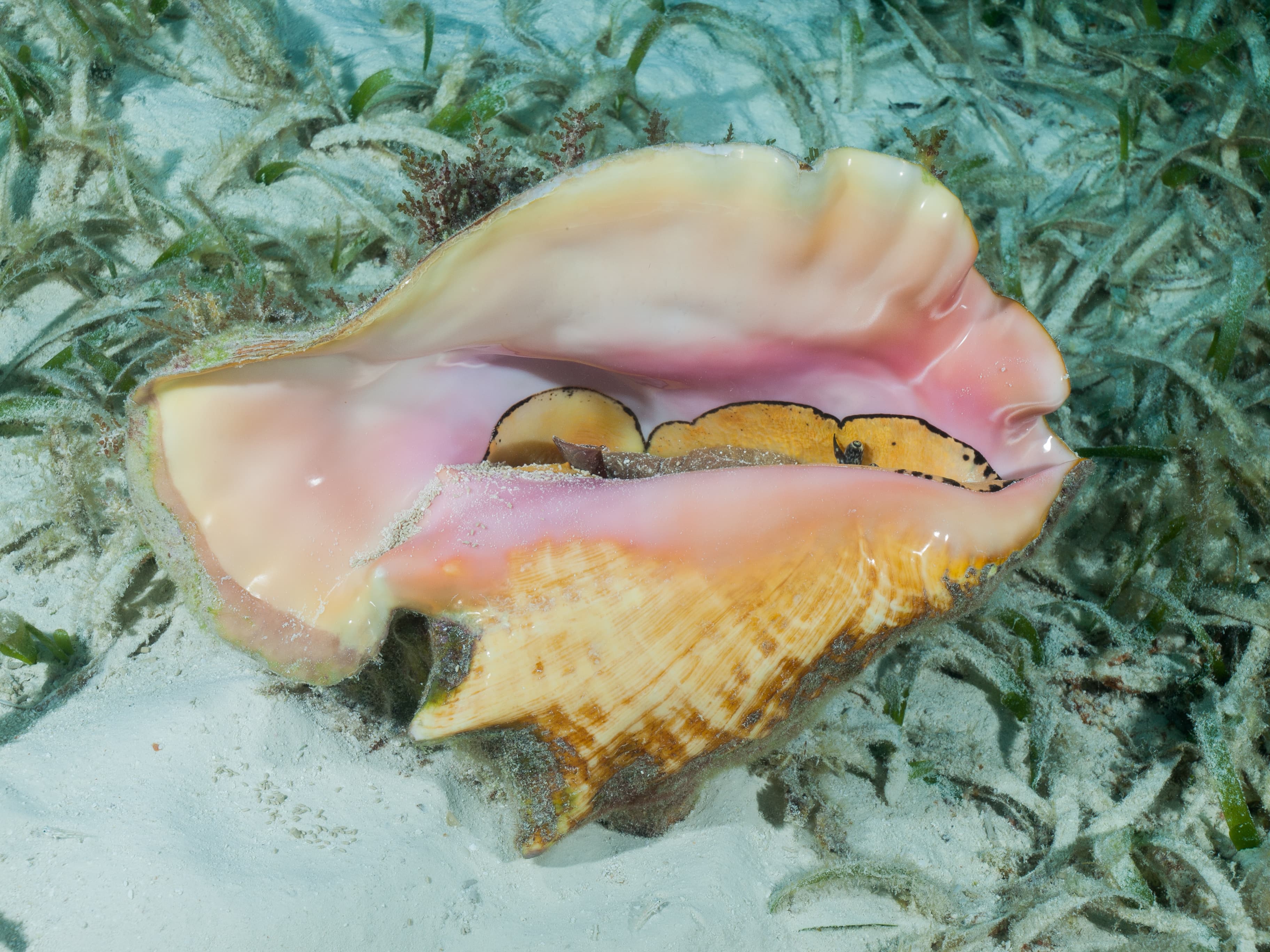 A Queen conch (Strombus gigas) lies on a shallow seagrass bed in the Caribbean Sea