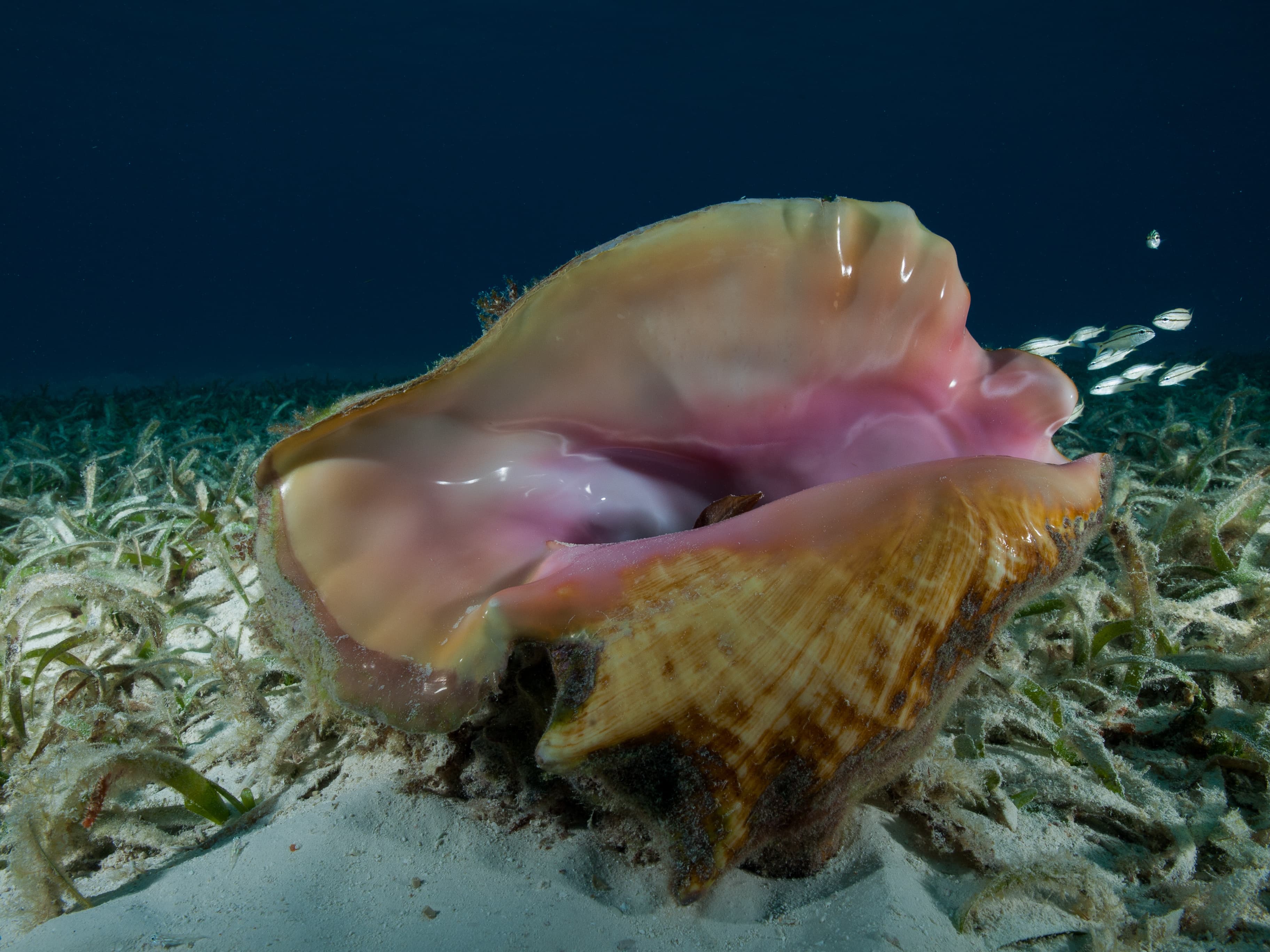 A Queen Conch (Aliger gigas) lies on a shallow seagrass bed in the Caribbean Sea