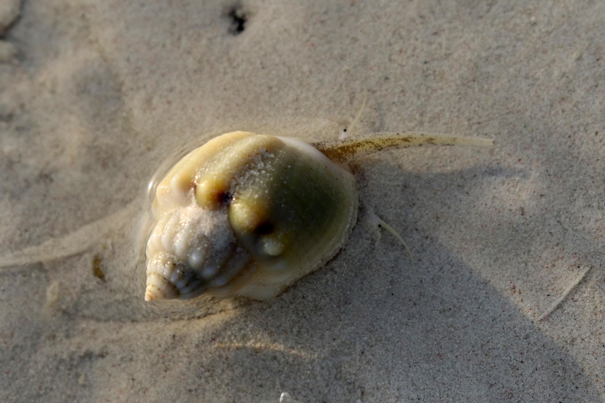 Casket Nassa (Nassarius arcularia)