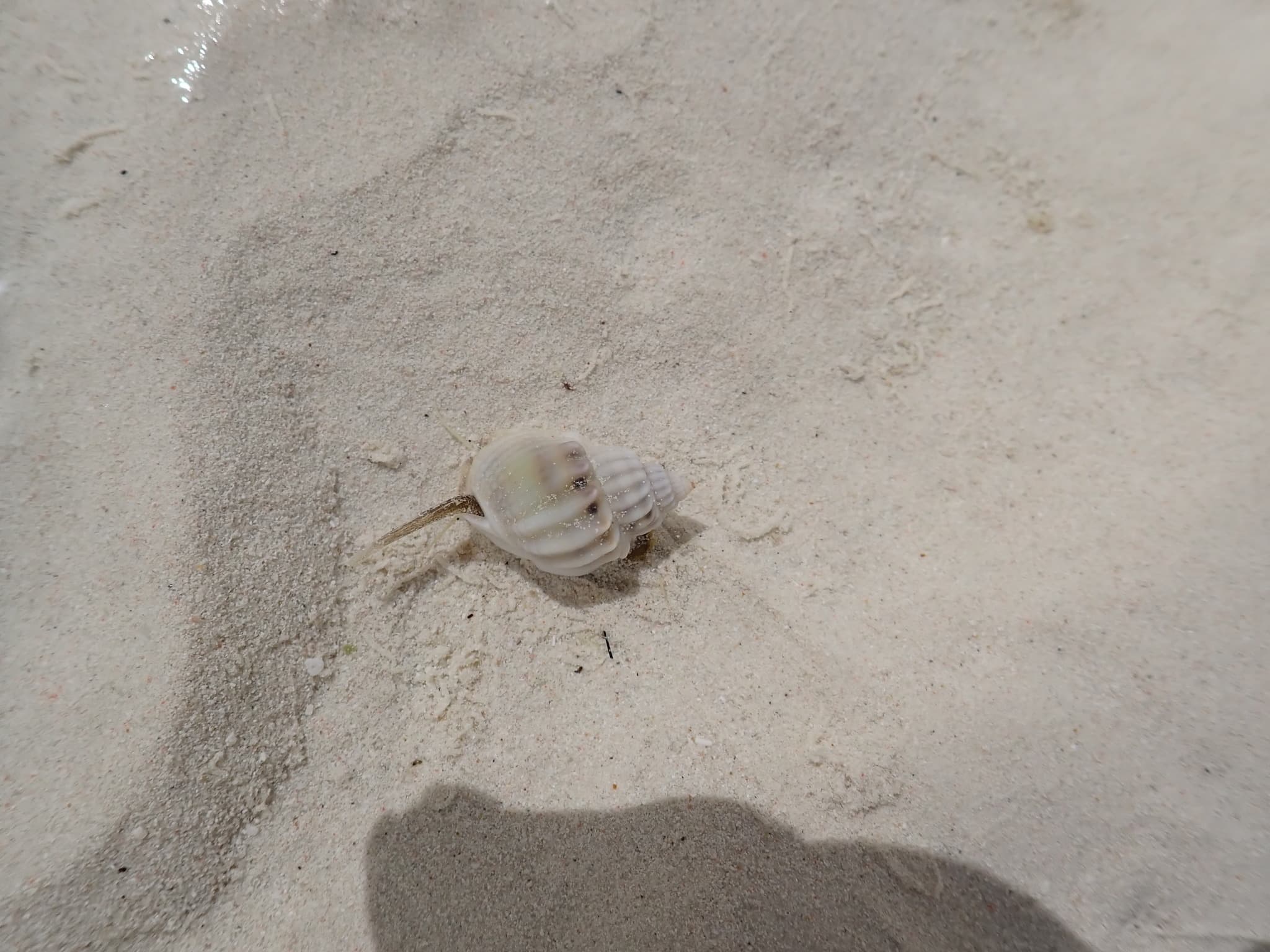 Casket Nassa (Nassarius arcularia)