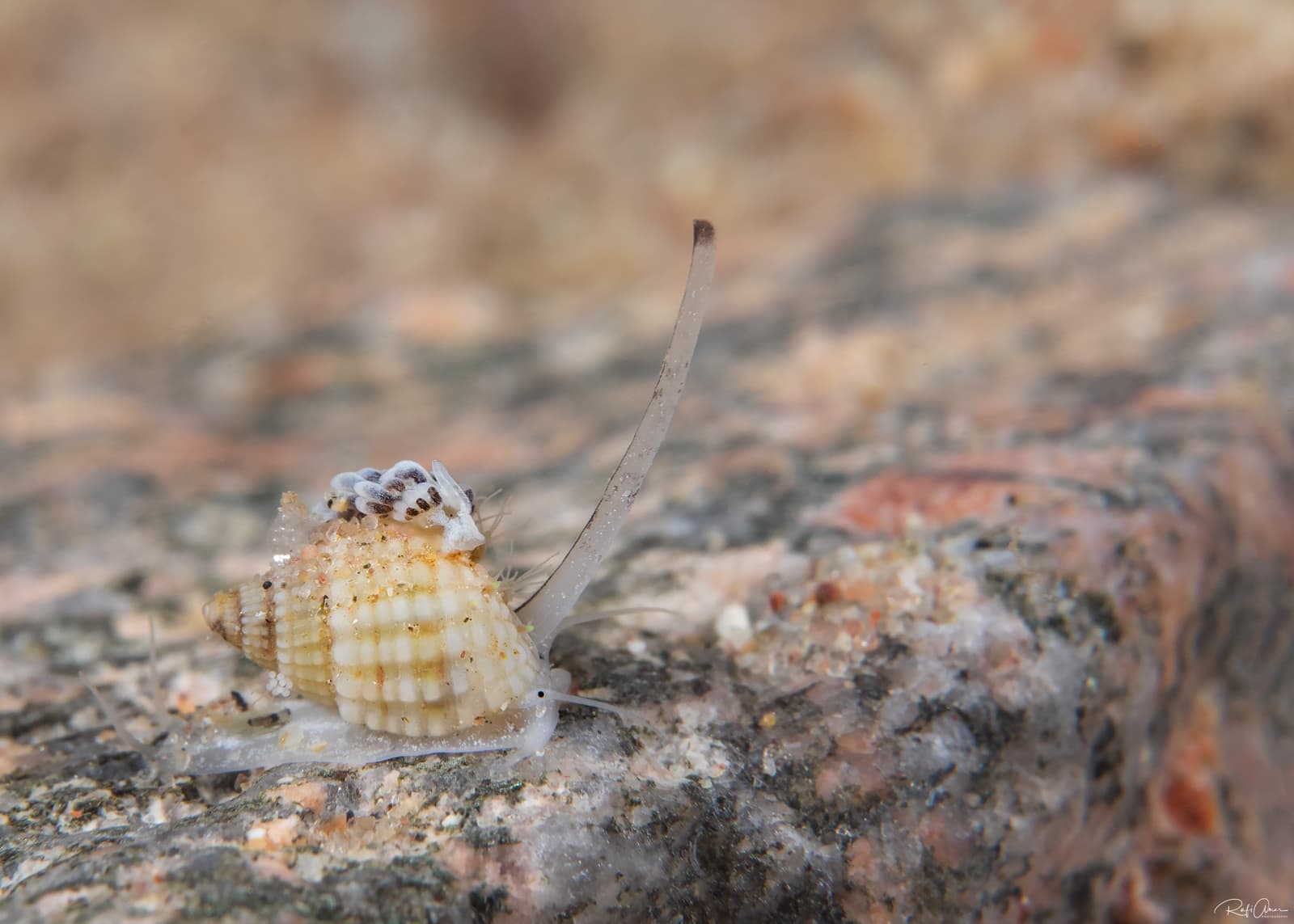 Cone-shaped Nassa (Nassarius conoidalis)