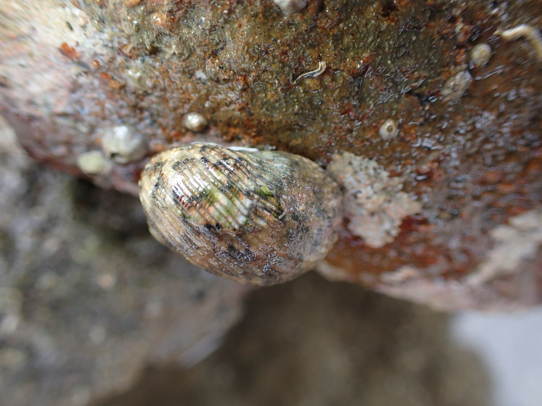 Funicular Nerite (Nerita funiculata)