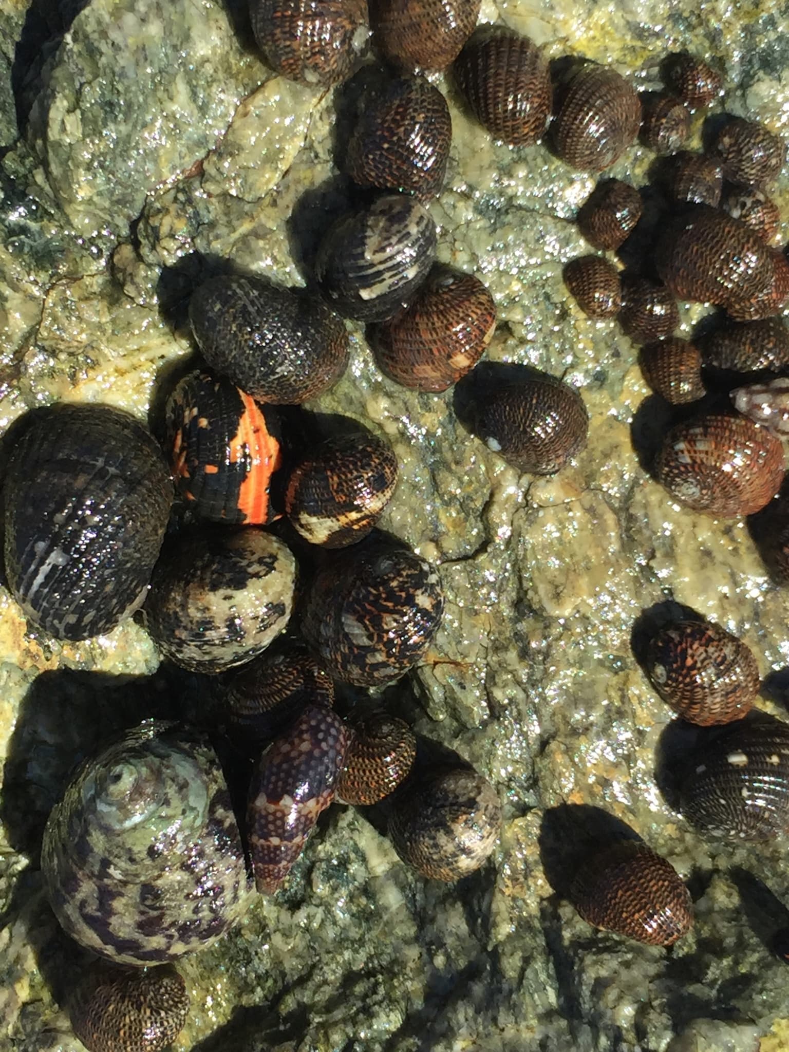 Funicular Nerites (Nerita funiculata)