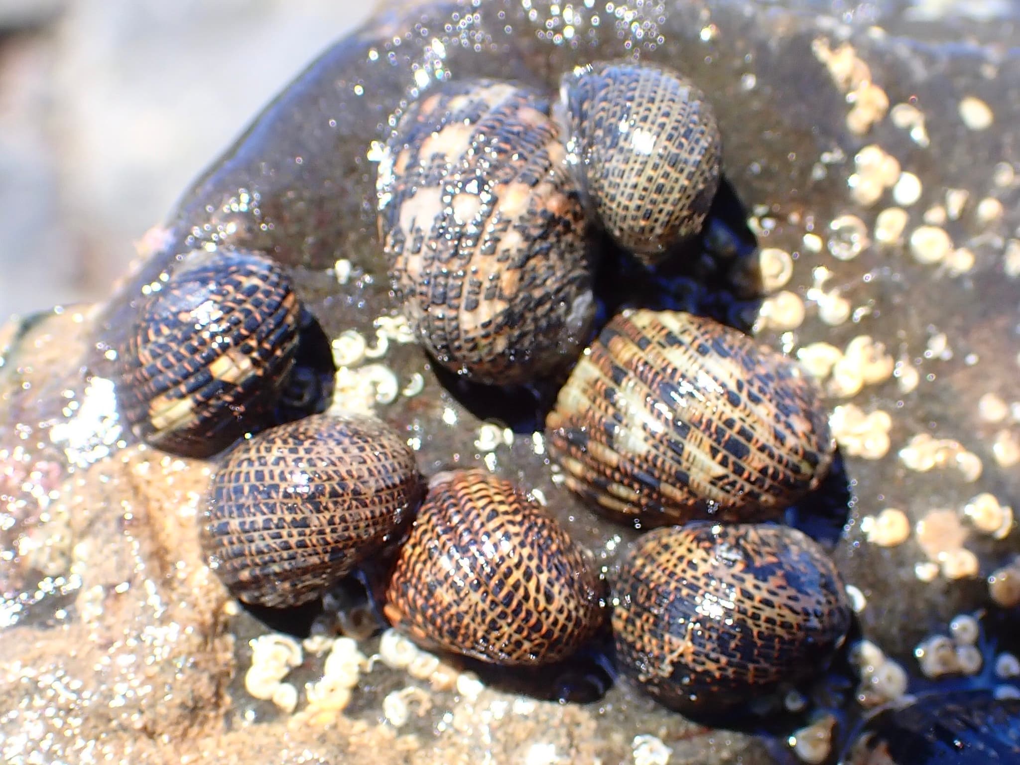 Funicular Nerites (Nerita funiculata)