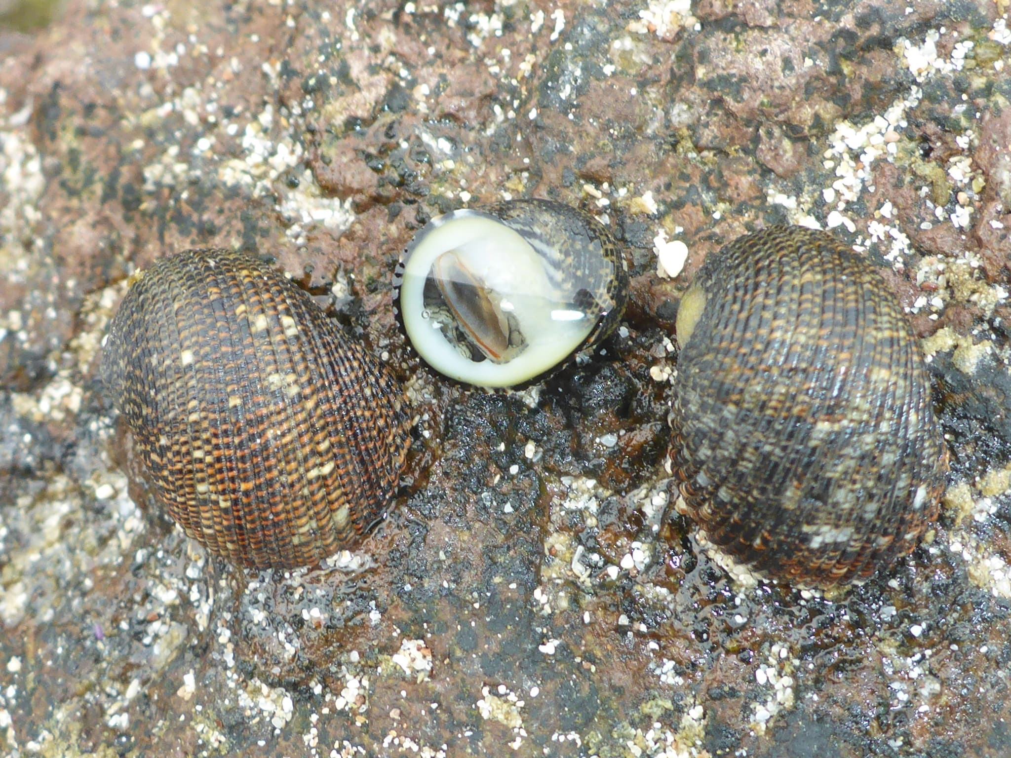 Funicular Nerite (Nerita funiculata)