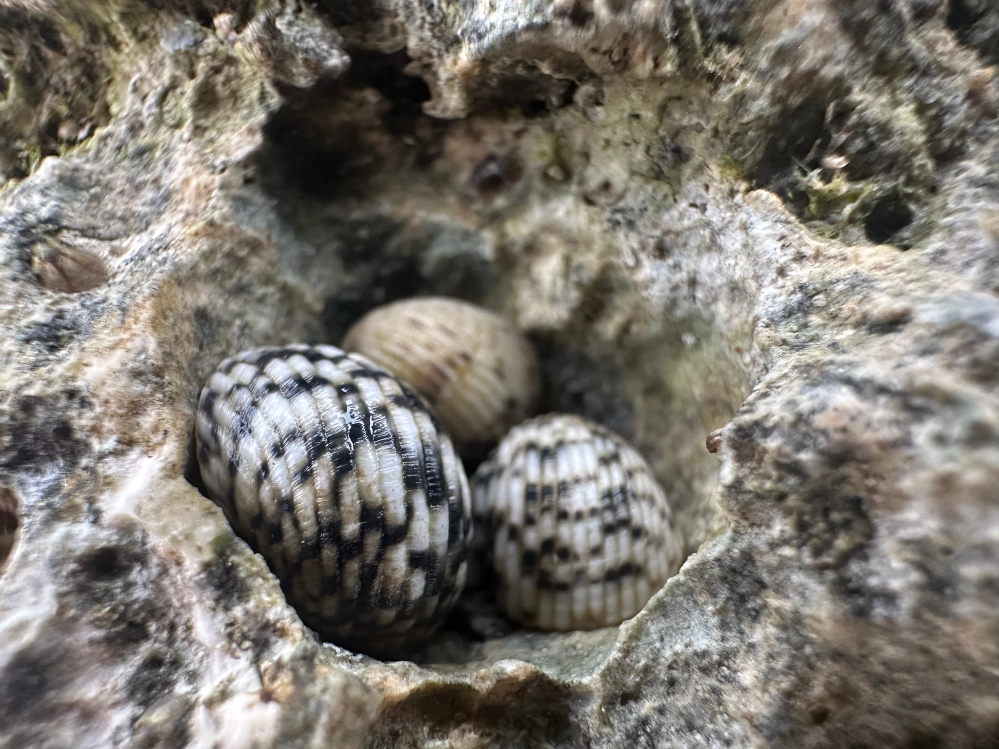 Checkered Nerites (Nerita tessellata)