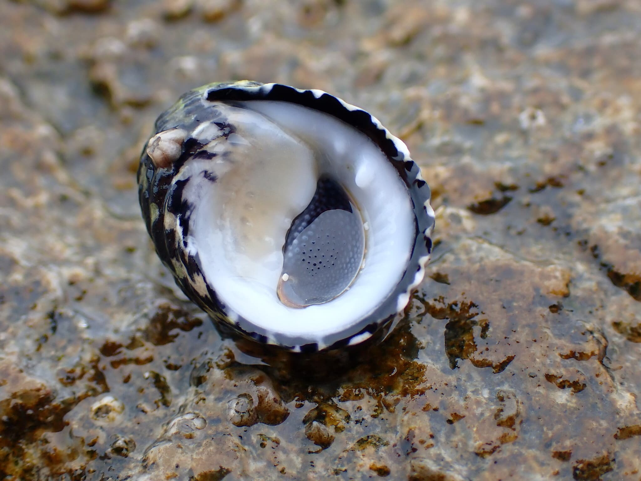 Checkered Nerite (Nerita tessellata)